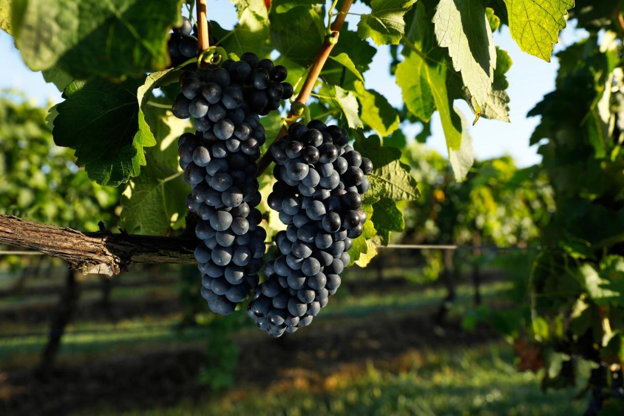 Adina Vineyard Aparthotel Lovedale Kültér fotó