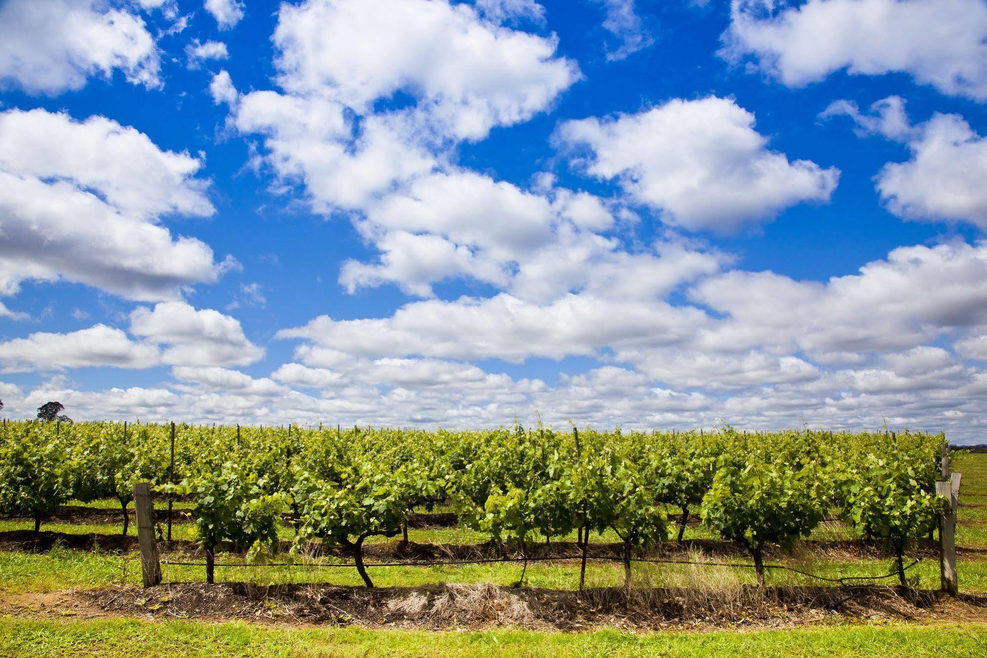 Adina Vineyard Aparthotel Lovedale Kültér fotó